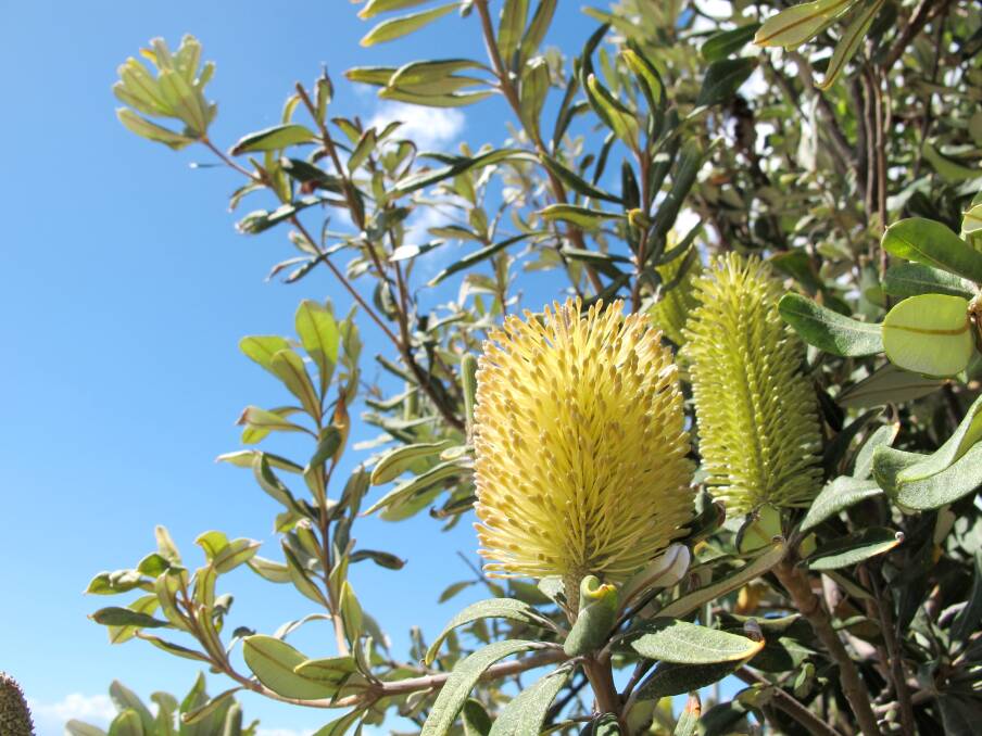 Native option: Banksia integrifolia is another local species that develops into a tall shrub or small tree and can be used to create avenues.