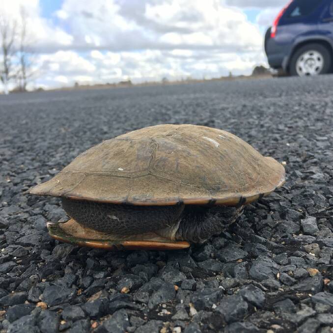 Survival techniques: Eastern long-necked turtles can often be seen trying to cross busy roads.