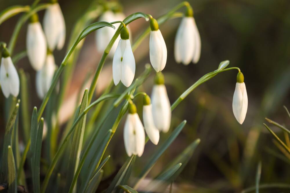 Signs of spring: It is time to lift large clumps of snowdrops when they have finished flowering and divide the bulbs.