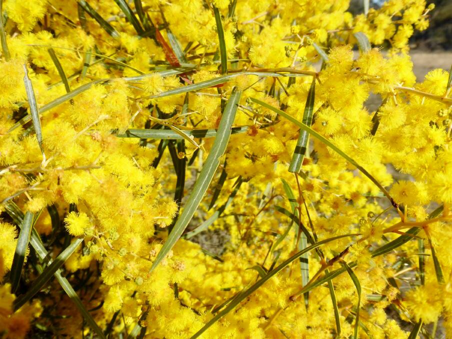 Acacia neriifolia: The oleander wattle foliage is long, narrow and blue-green in colour. 