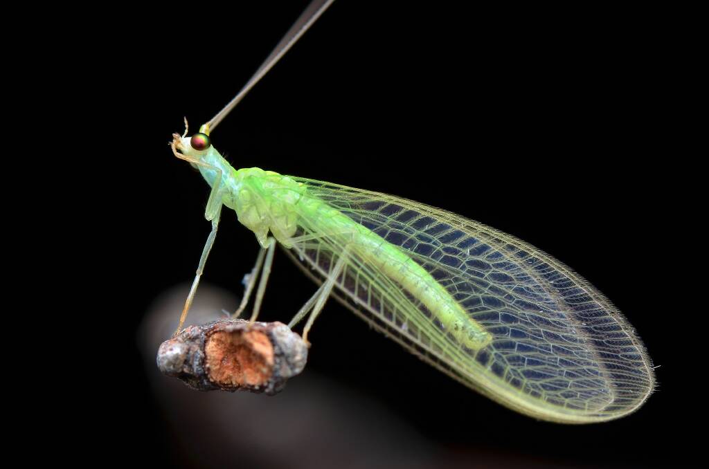 Beneficial: Insects like the lacewing have an important role to play in your garden.