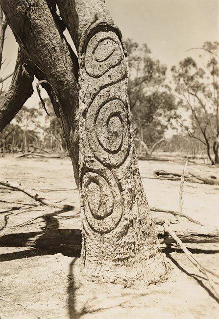 Intricate: Aboriginal carved tree Gamilaroi Country. Photo State Library of NSW.