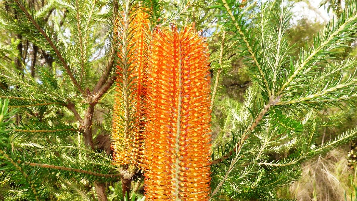 Banksia ericifolia: A compact shrub reaching a height of five metres. The spectacular flower spikes may be up to 25 centimetres long.
