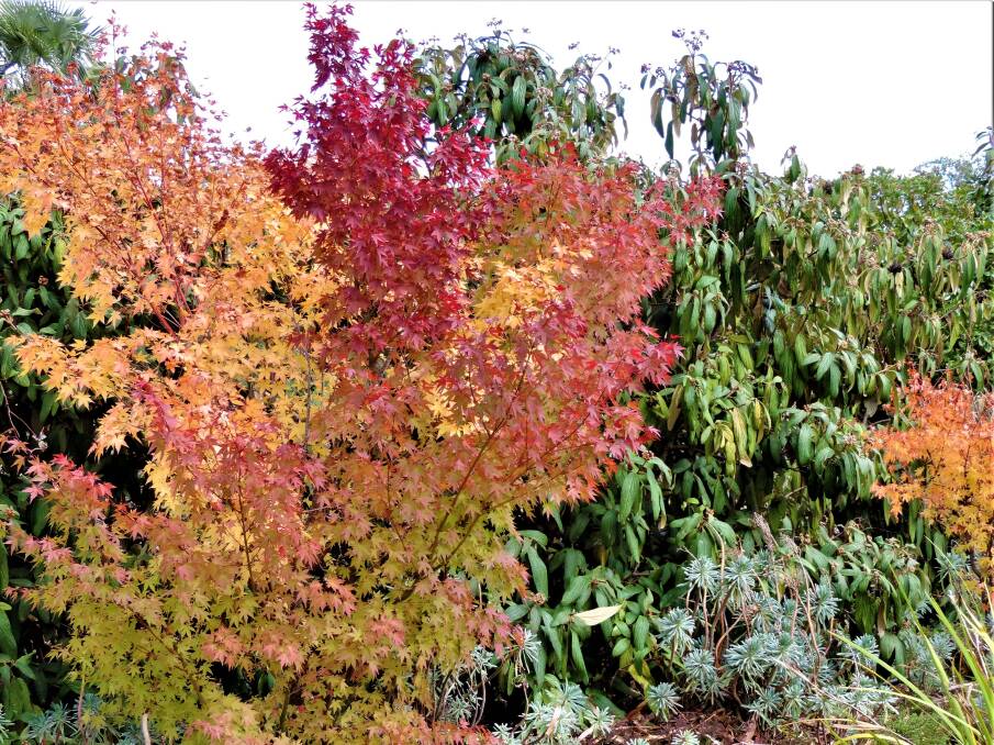 Flame hues: The colours in this coral bark Japanese maple (Acer palmatum Sango Kaku) are indicative of autumn colours all across the New England region at present.