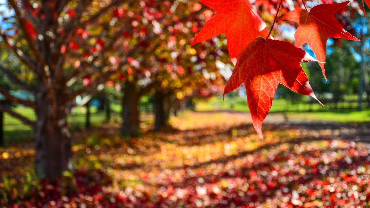 Spectacular: Autumn colours can be dramatic. Take a look to see what might work in your garden.