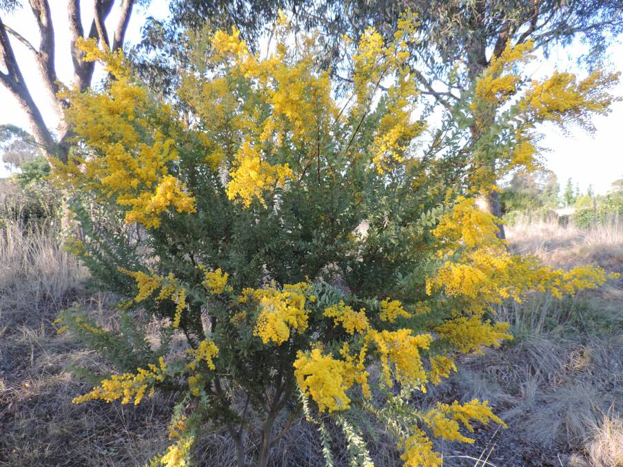 Wattle care: Prune shrubs that have just finished flowering, such as wattles, to encourage branching and prevent them getting “leggy”.