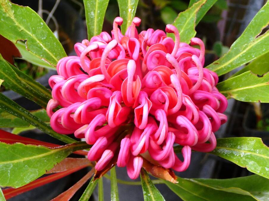 The waratah: The most colourful of all Australia’s floral emblems. At one stage, the waratah was being considered as the nation’s floral emblem.
