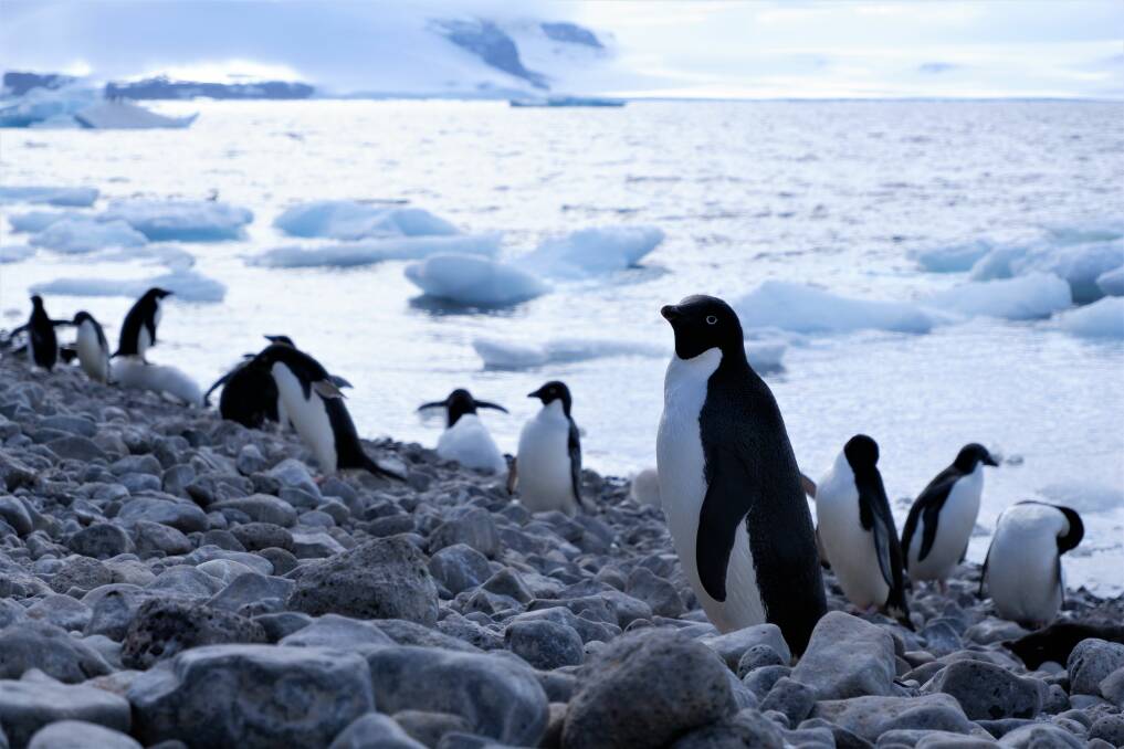 Struggling: Adelie penguins on Paulet Island, Antarctica. Their poo can help track the population.