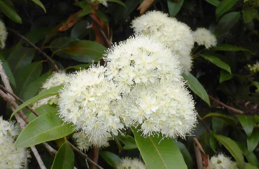 Lemon-scented myrtle: This medium-sized shrub has leaves that are heavily lemon-scented and light blossoms.
