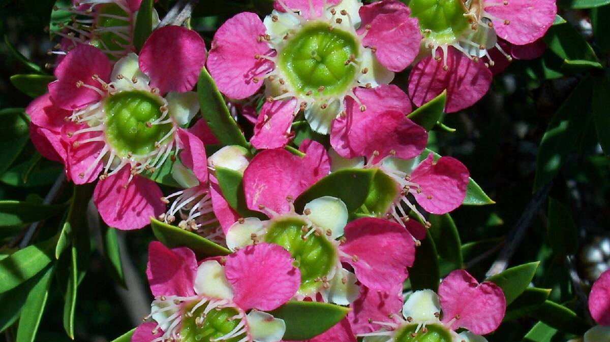 Pretty as a picture: Leptospermum “Aphrodite” has large, bright pink flowers that appear in spring and summer. It also has aromatic and attractive leaves.