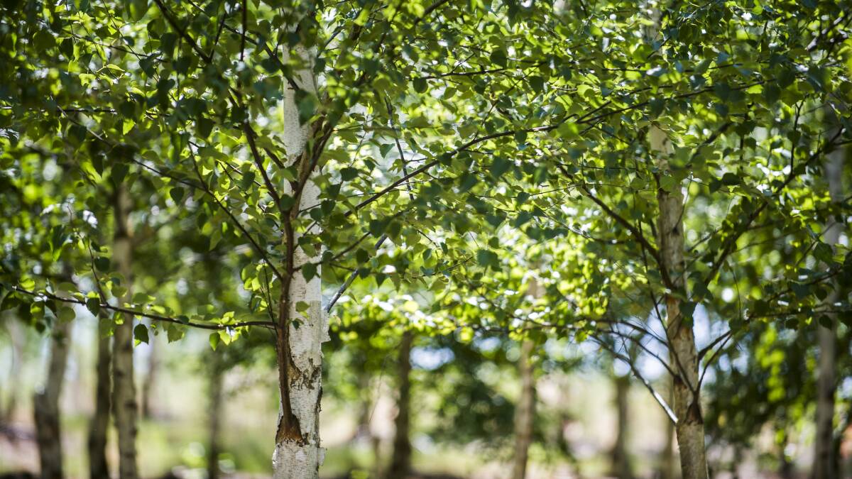 Birch trees: Birches are a species of tree that can wilt quite readily in the heat of a summer day.