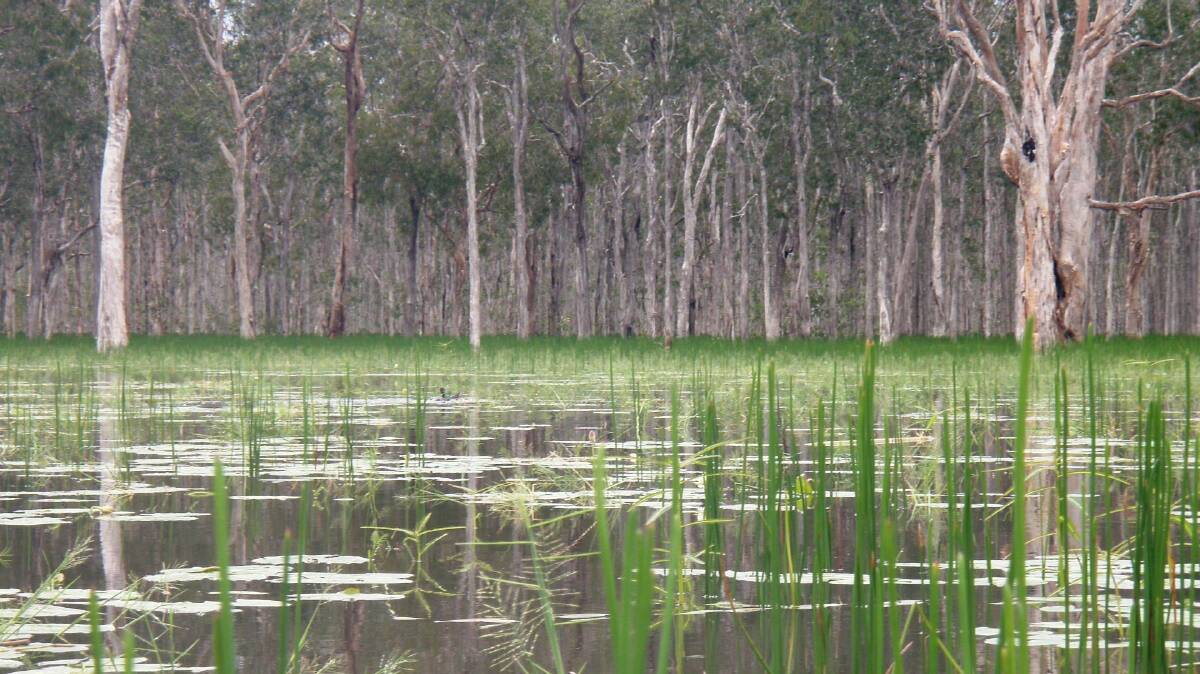 Important ecosystem: Our wetlands need our protection to continue their vital role.