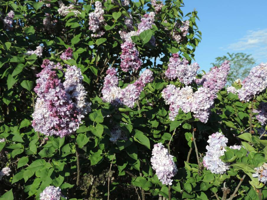 Lilacs (Syringa): They not only scent the garden but are delightful in a vase in the house as well.