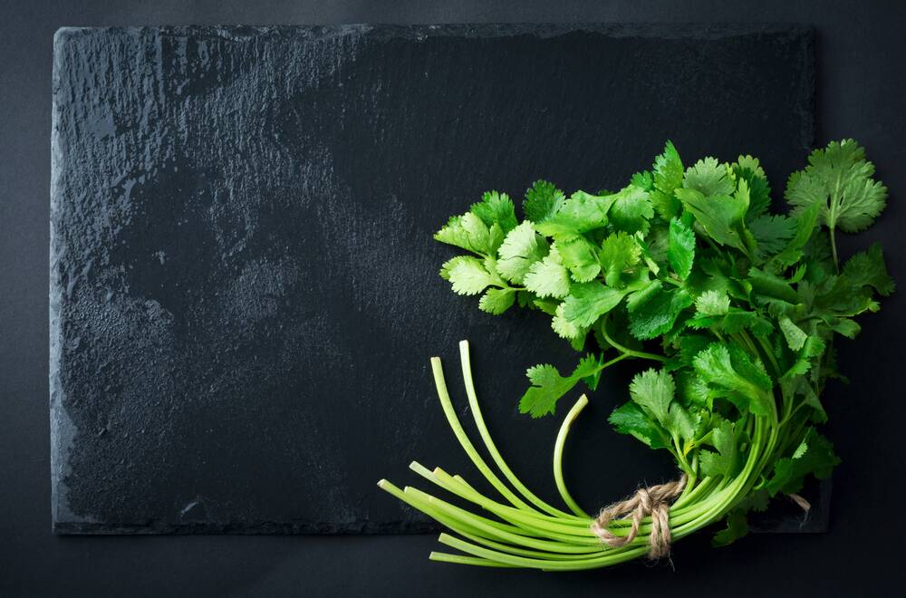 Love it or hate it?: There are scientific reasons for your extreme reaction to coriander.