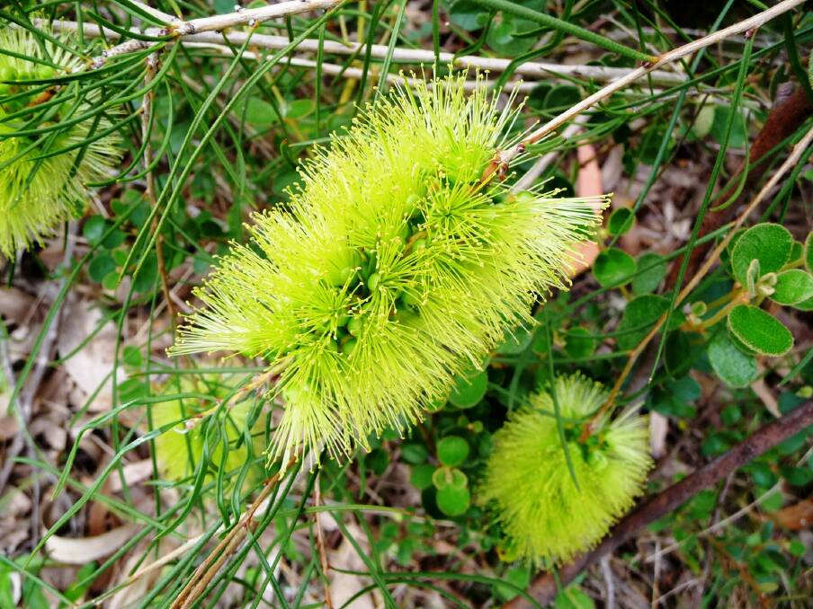 Glorious green: The pine-leaved bottlebrush has bright lime-green flowers that appear in late spring. 