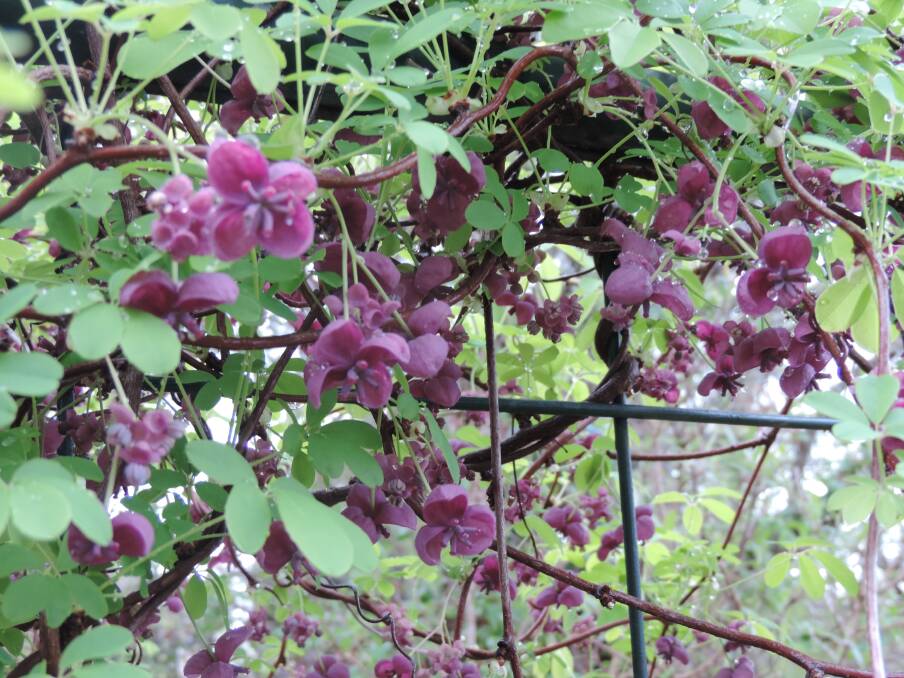 Leading the way: Encourage climbers like the highly fragrant, vanilla-scented chocolate vine, to grow in the direction you want by tying the new growth onto the support structure before it grows too much.