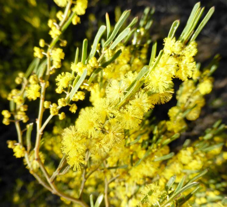 Acacia flexifolia: The bent-leaf wattle has late winter flowers that are lemon-yellow and held in small globular heads.