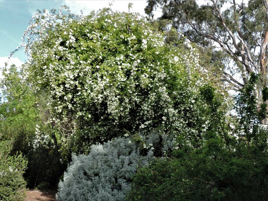 Roses at their best: This enormous Rosa banksia alba is easily covering the branches of a dead tree.