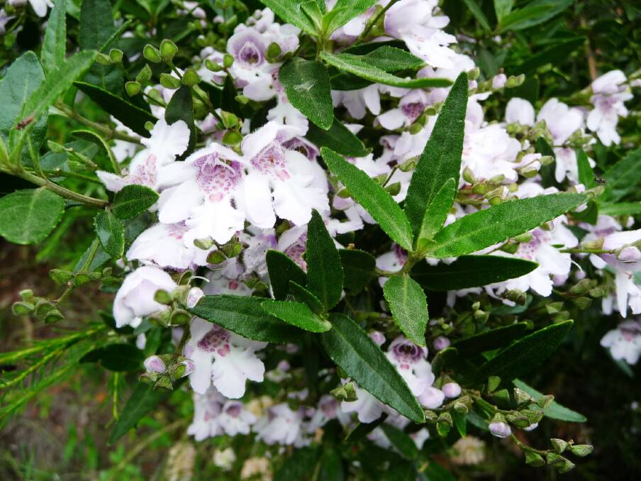 Park beauty: Prostanthera iasianthos is known as the Victorian Christmas bush and features clusters of large white, lobed flowers.