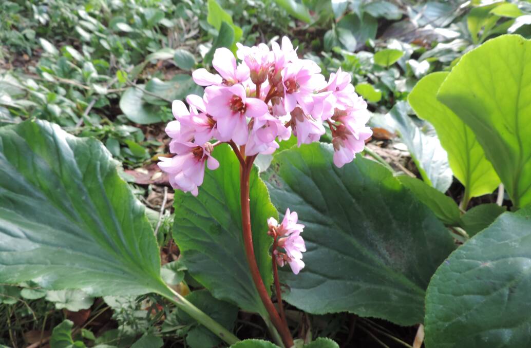 A pretty display: Bergenia can create colour in your winter garden and are blooming now.