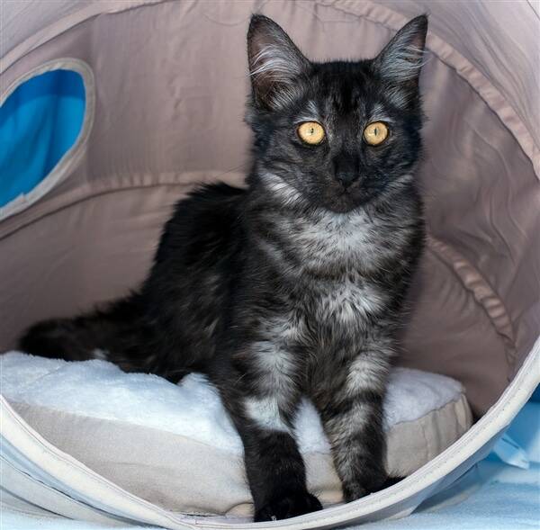 Gentle: This young cat needs a suitable home and family.