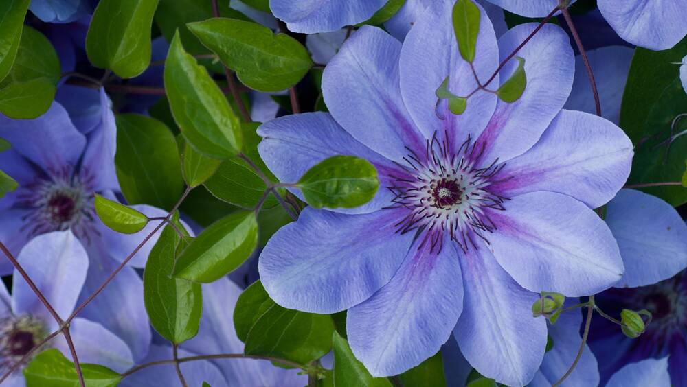 Clematis: Now is the time to prune two of the three types of clematis you might have growing in your garden.