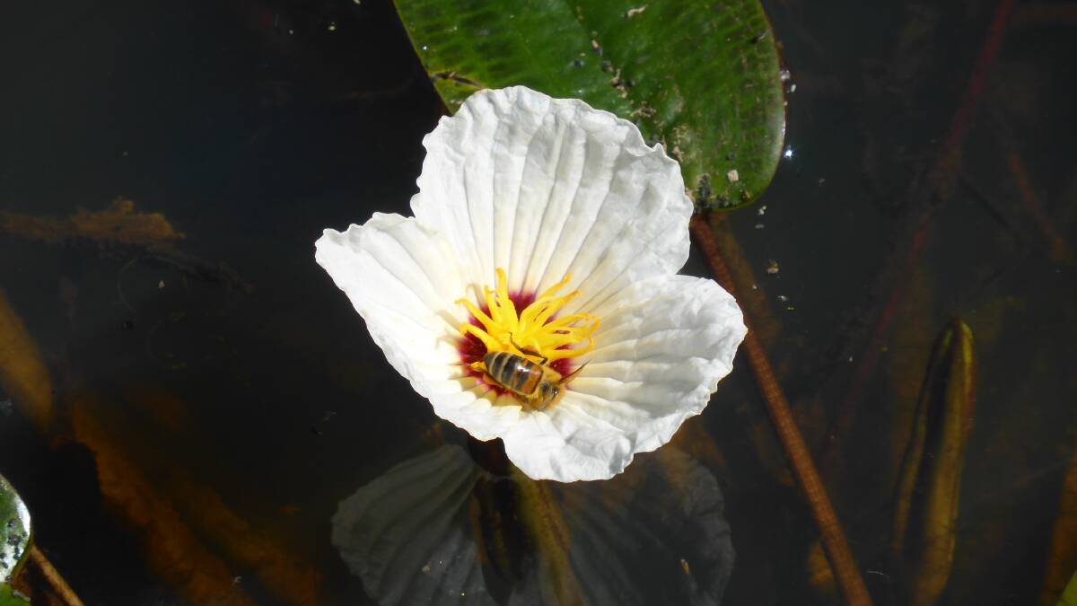 Ottelia ovalifolia: The swamp lily, is a tufted aquatic perennial with floating and submerged three-petalled flowers. 