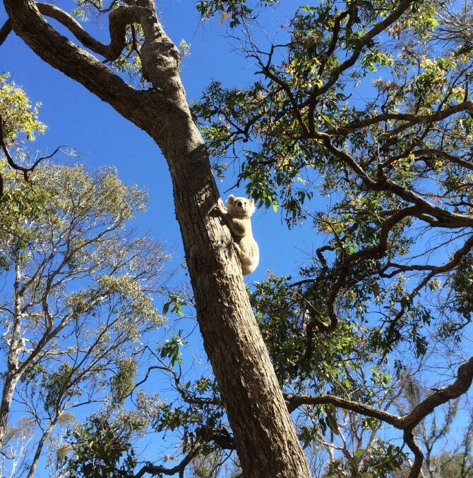 In need of help: Armidale has a healthy koala population but will need to work to keep it that way.