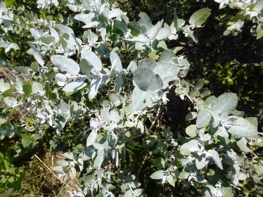 Eucalyptus crenulata: Also known as Victorian silver gum, has oval to heart-shaped leaves that are greyish with a waxy white underside.
