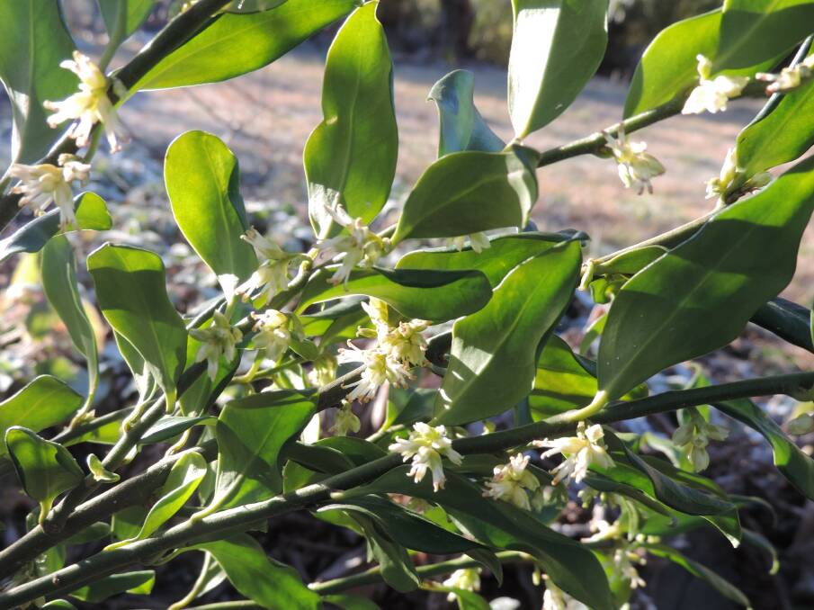 Sweet smelling: Sarcococca, also known as sweet box, has small, insignificant flowers but they have a lovely perfume. In a vase they can provide great fragrance for the house.