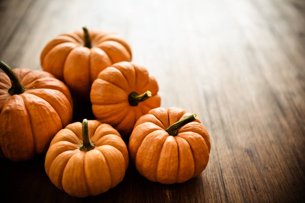 Pumpkin picking time: Now is the time to pick your pumpkins and store them for later use.