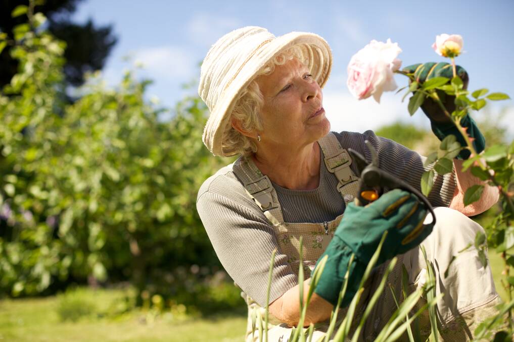 Take action: Ensure your spring blooms from your roses by pruning now.