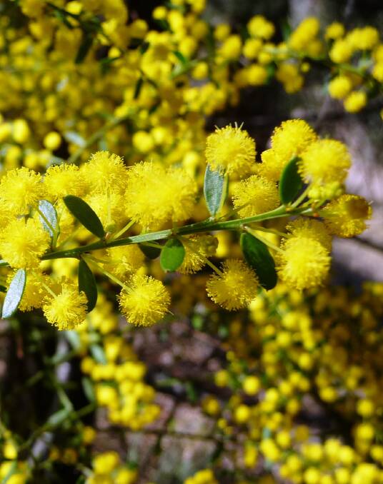 Golden beauty: Acacia acinacea, known as the gold dust wattle, is an upright shrub that will reach a height of two metres.