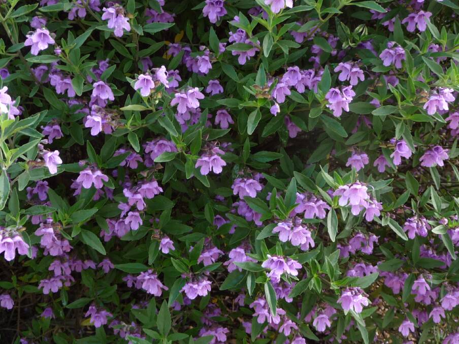 Prostanthera ovalifolia: A medium shrub that sports mauve, purple or bluish-purple flowers in spring.