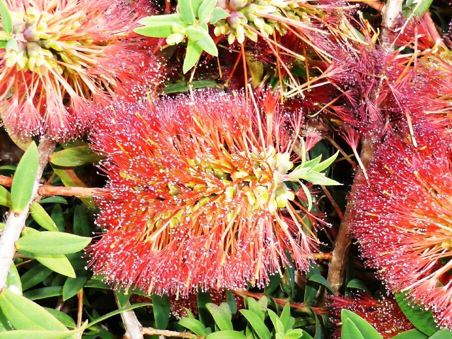 Melaleuca hypericifolia: Produces masses of large, rusty-red bottlebrush-shaped flowers.