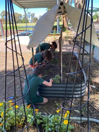Newling Public School in Armidale are part of the Woolworths Junior Landcare Grants program. Picture supplied.