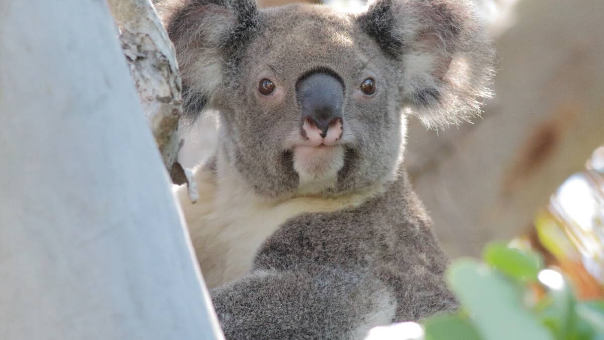 "A streamlined approach to koala conservation" council's draft strategy is now on public display