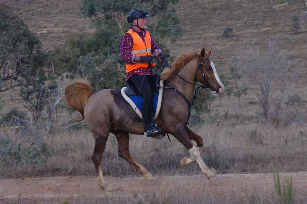 Stephen (Snow) Bennett riding Aloha Zac who were the first heavyweight in the 80km event in 4hrs 56mins. Photo: Animal Focus. 