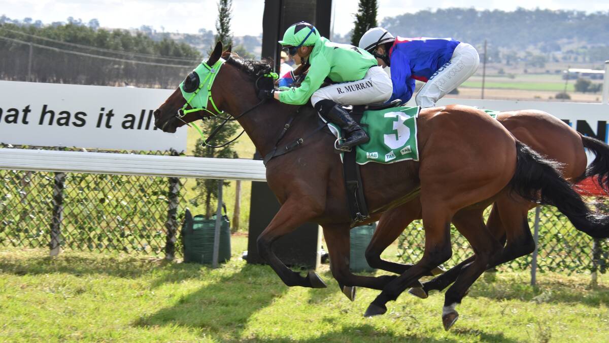 DOUBLE WIN: Pressing Matters, pictured winning in Glen Innes earlier this month, was the first of Robert Knight's brace in Grafton on Monday. Photo: Ellen Dunger. 