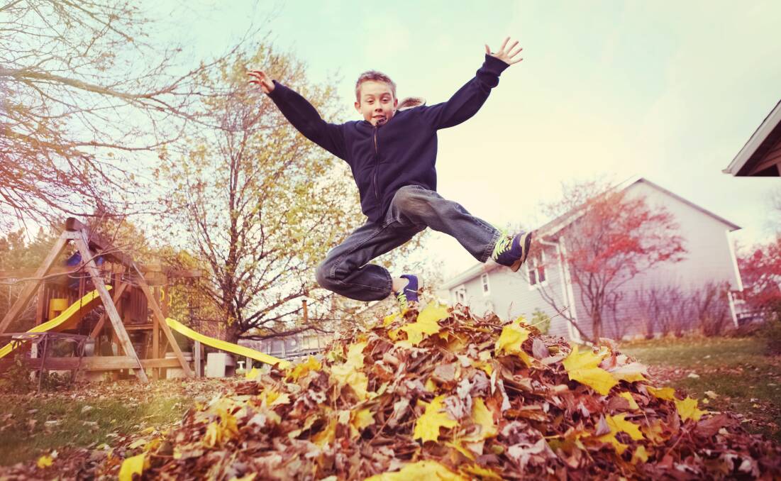 CHILD'S PLAY: A pile of autumn leaves is just too tempting to leave alone. 