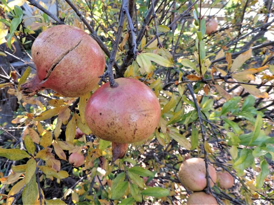 PERFECT FOR NEW ENGLAND: Pomegranates are just over-ripe when the fruit splits, but they are still edible; crunchy and both sweet and sour at the same time.
