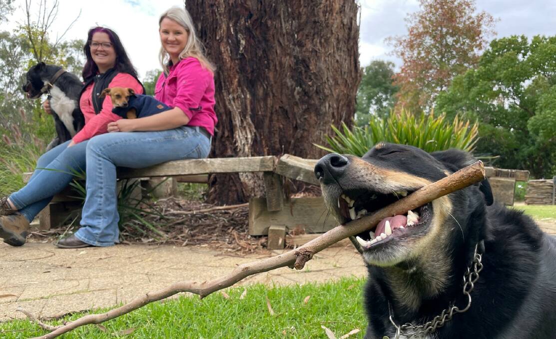 TAFE is offering a short course that could provide life-saving skills for pet owners. Picture: supplied. 