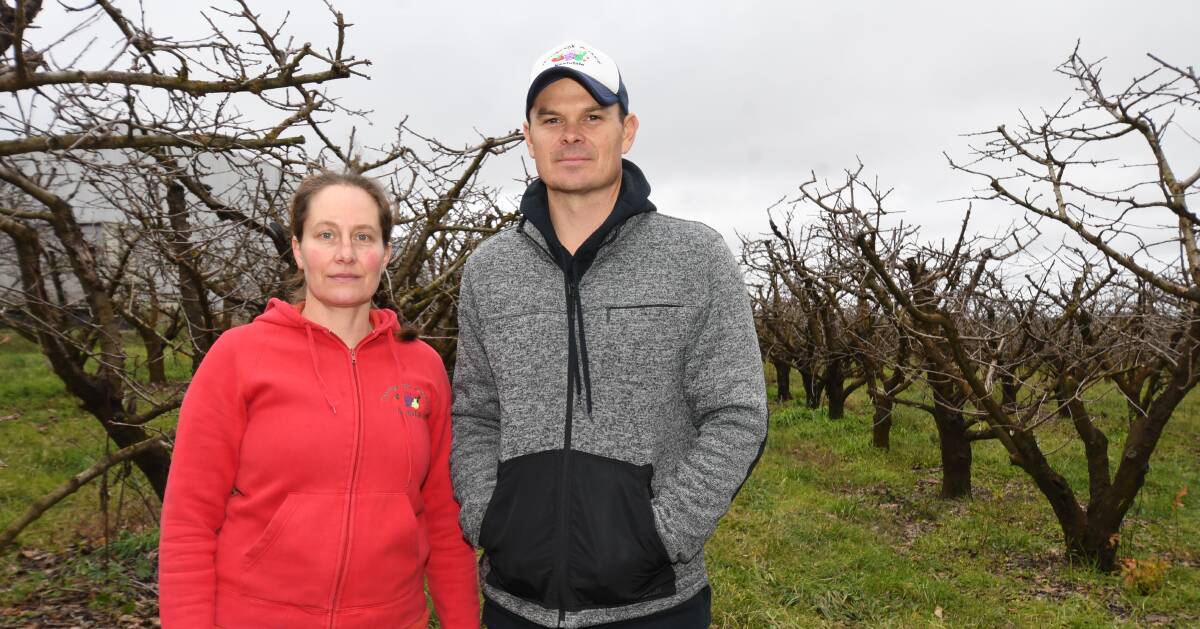WORRIED: Erica and Paul Eccleston of Thornbrook Orchard were annoyed to hear about a proposed law change that would limit the number of people allowed to 'pick your own'. Photo: CARLA FREEDMAN. 