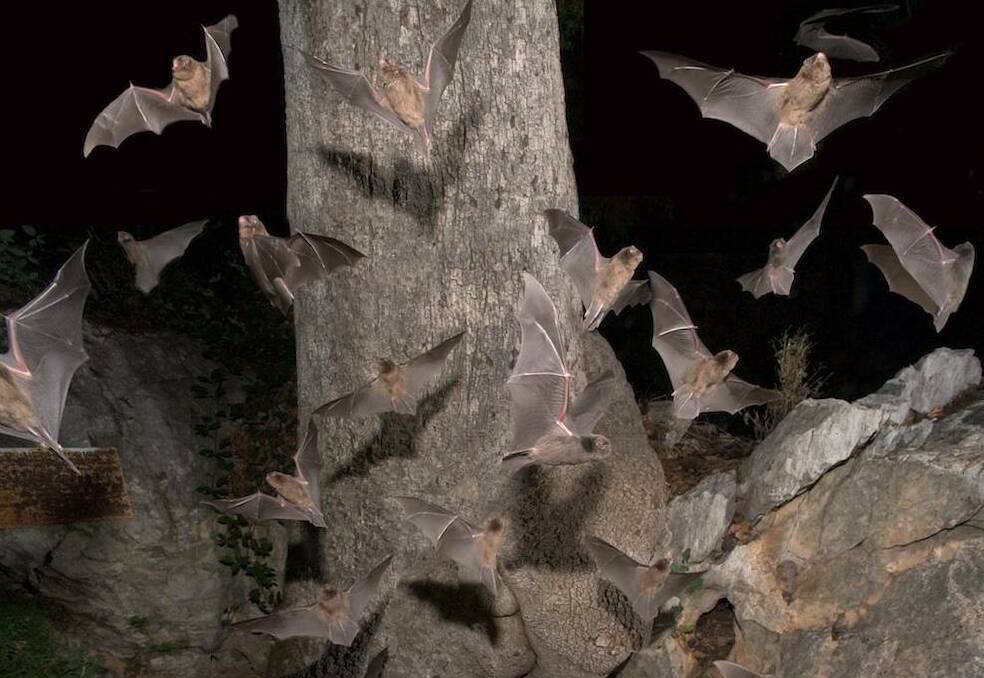 Bats fly out of Wee Jasper's secret bat cave. Picture: Steve Parish