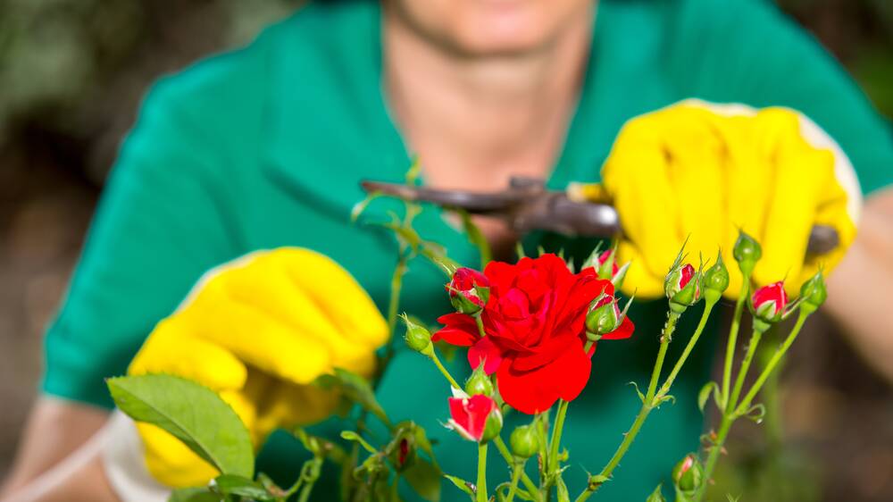 Roses thrive on summer pruning - cut each branch back by about a quarter. Picture Shutterstock