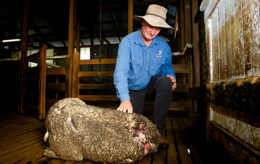 Tidbinbilla grazier Michael Shanahan with one of the sheep which may survive after wild dogs got onto his property again on Tuesday night. Picture: Elesa Kurtz