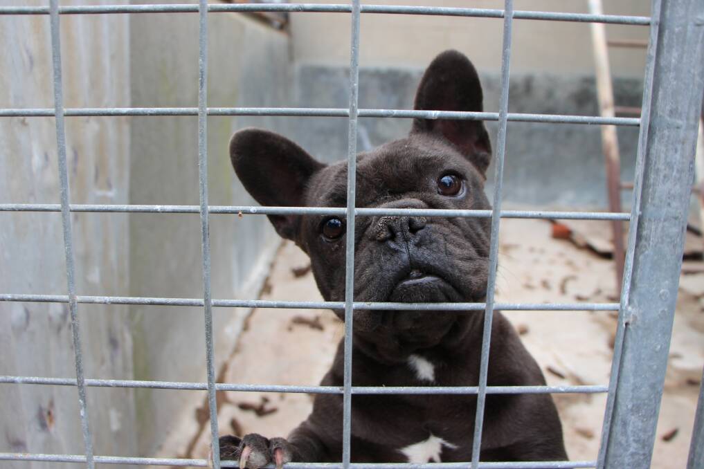 HELPLESS: A number of puppy farms have been raided by the RSPCA across NSW in recent years. Photo: Oscar's Law