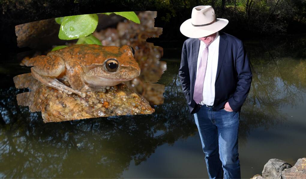 LEAP OF FAITH: Scientists have successfully set up a breeding population of the Booroolong frog at Taronga Zoo in Sydney, much to the delight of Barnaby Joyce. Photo: file