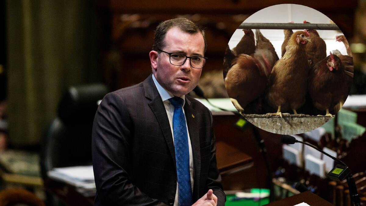 GAME OF CHICKEN: Minister for Agriculture Adam Marshall has denied making a decision which saw him condemned in the Upper House. Photo: File