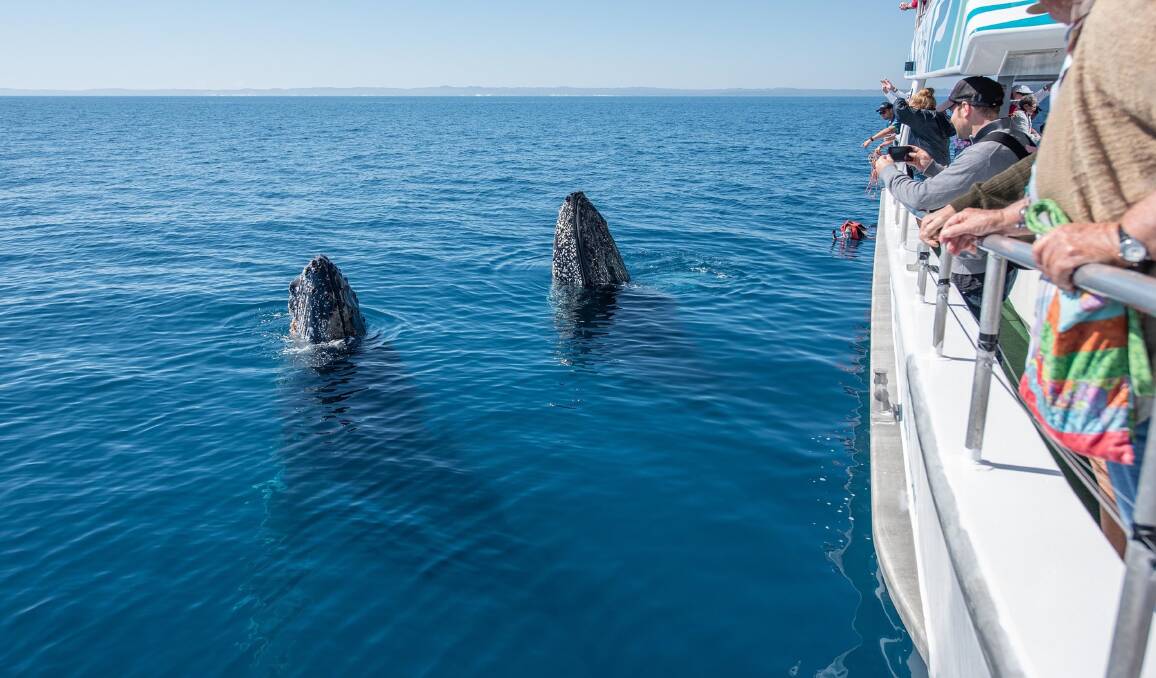 Whale-watching in Hervey Bay ... Mantra Hotels has deals for the 2019 season.